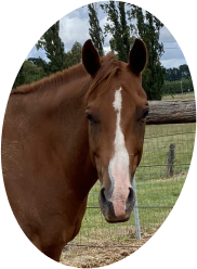 Rosie horse agistment orange springside boarding pet stays boarding