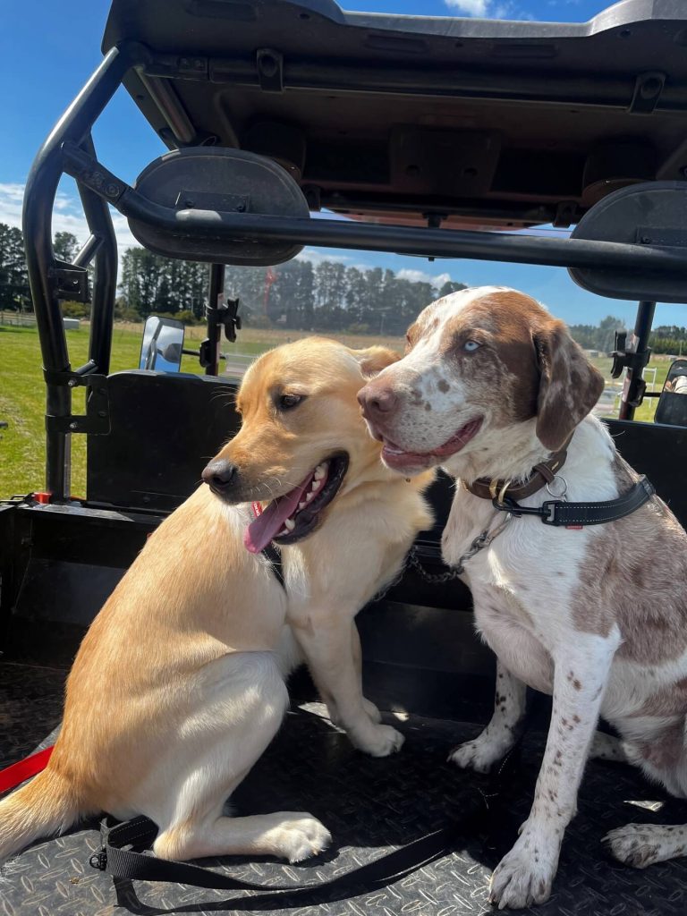 Doggy Taxi 4 Bear and leo buggy ride 26 10 1 1