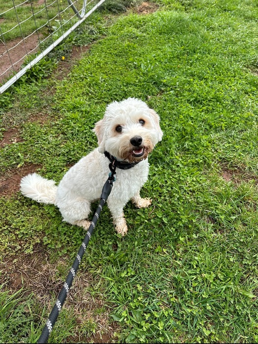 Doggy Taxi 3 Homer walk 13 4 1