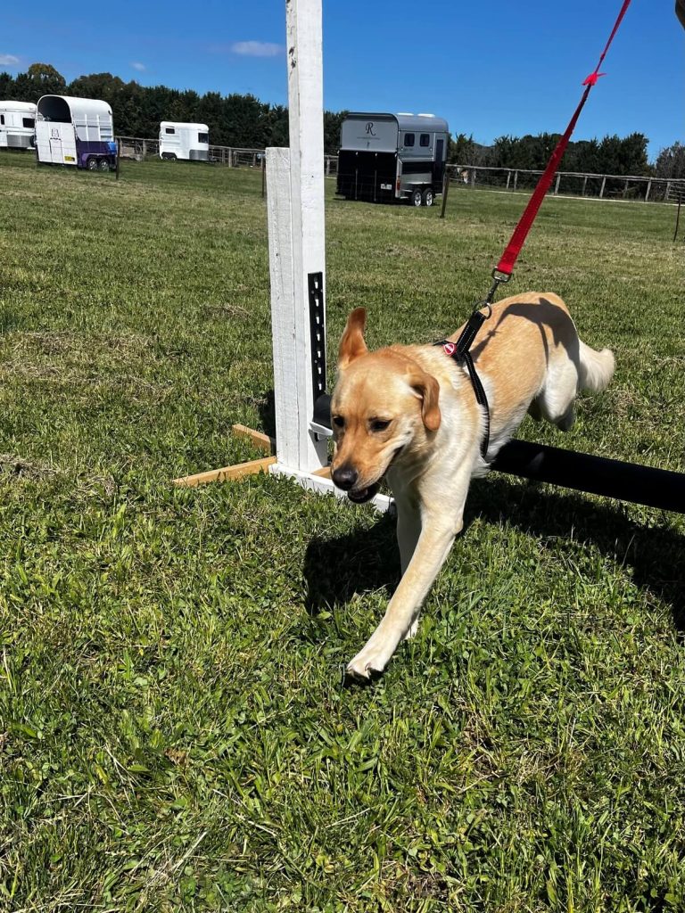 Boarding Kennels 3 Leo jumps 26 10 1 1