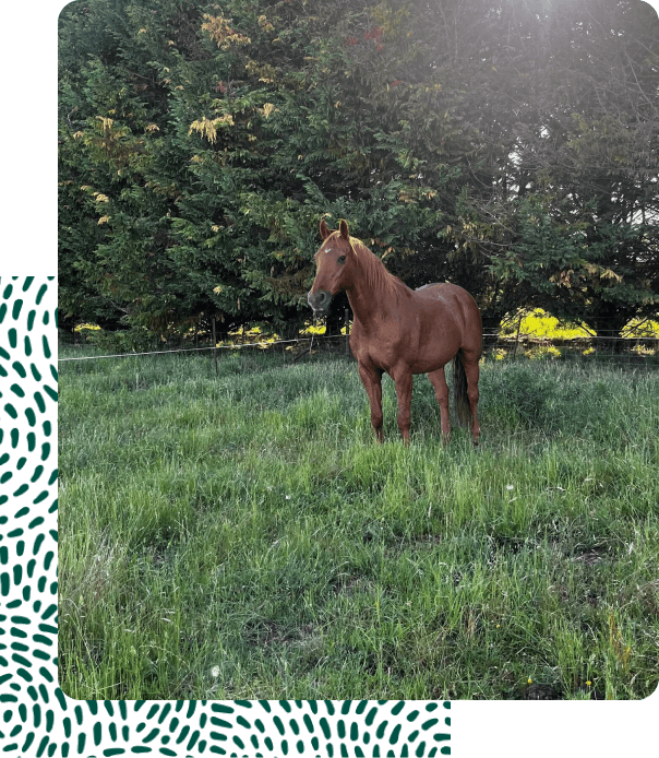 Horse Agistment 5 Cruiser horse agsitment orange central west nsw