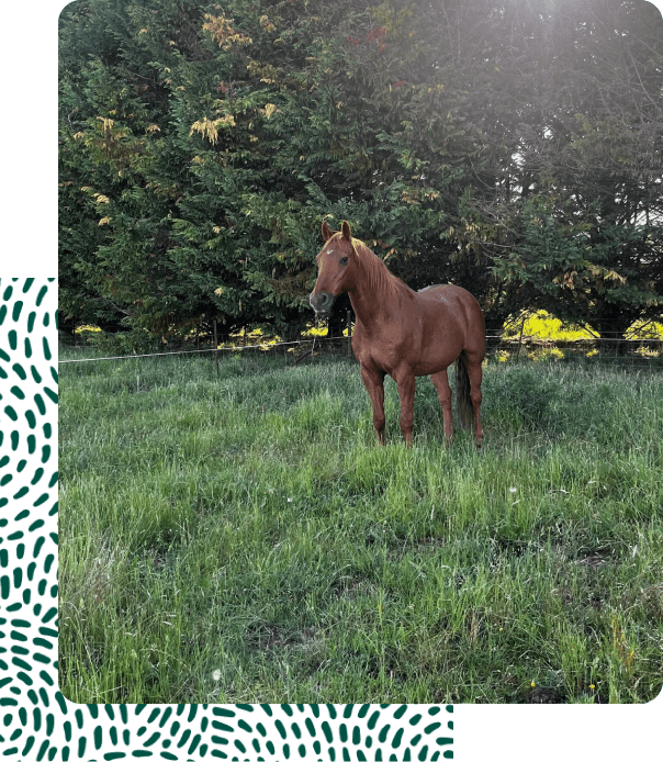 Cruiser horse agsitment orange central west nsw