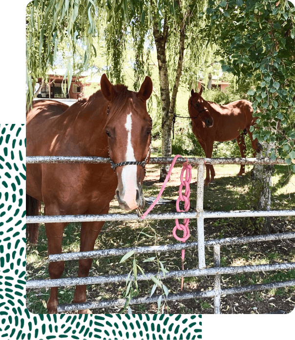 Horse Agistment 1 Rosie Horse Agistment Orange Spring Hill