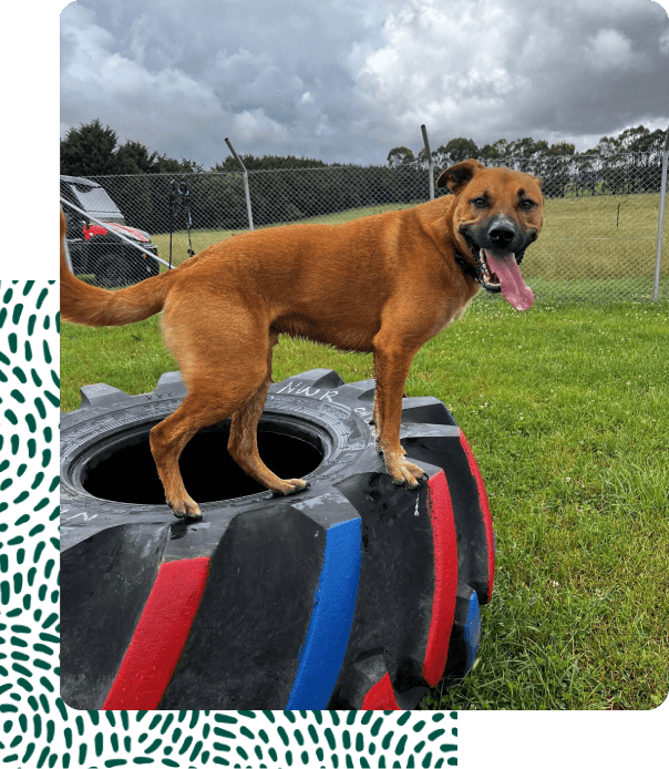Doggy Day Care 1 doggy daycare dog on tyre