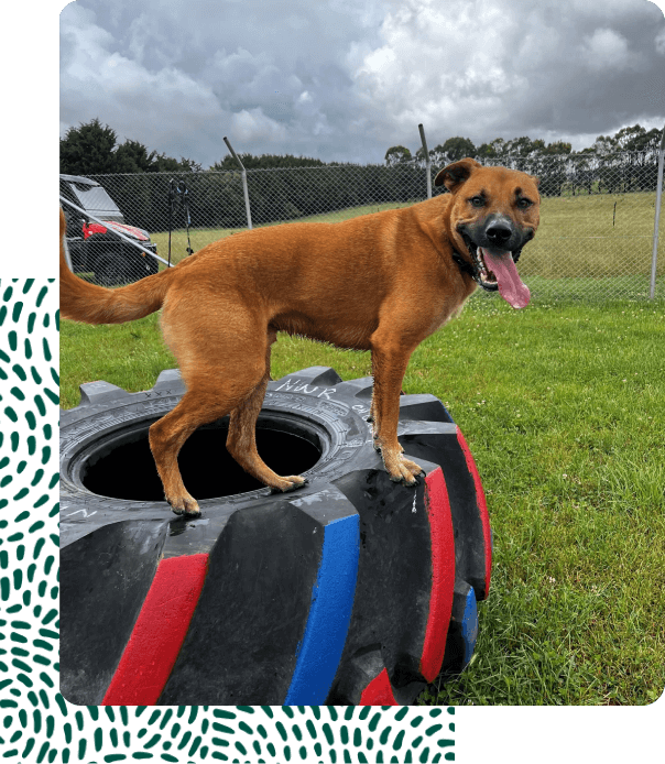 doggy daycare dog on tyre