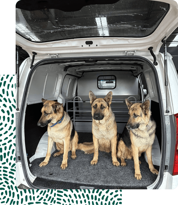 dogs in van safety