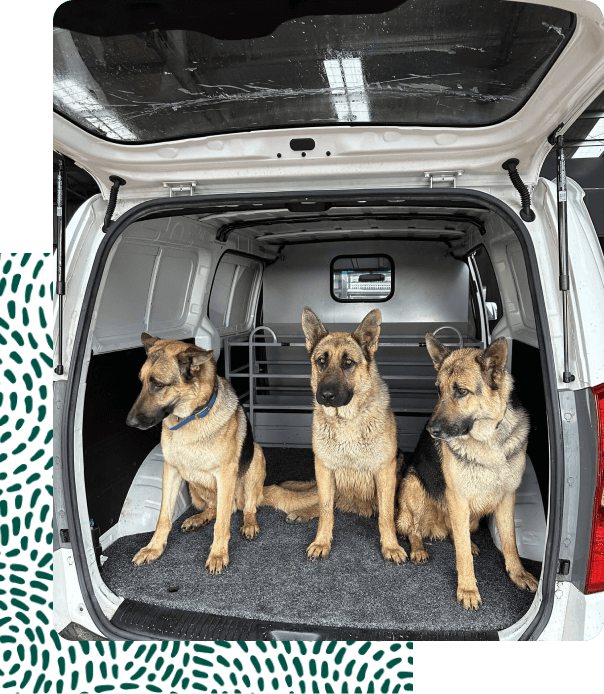 Doggy Taxi 5 dogs in van safety