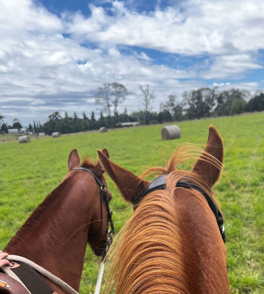 Horse Agistment 4 Cruiser and Rosie 2