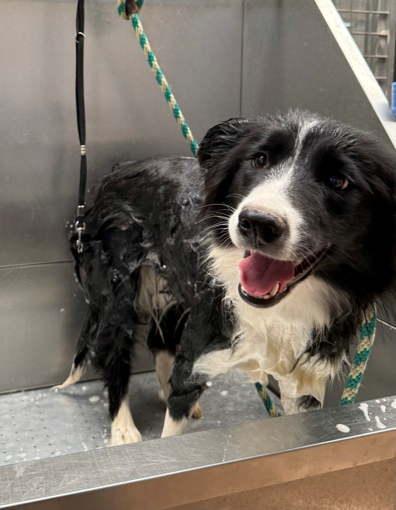 Grooming 3 floss