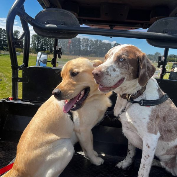 Doggy Taxi 10 Bear and leo buggy ride 26 10 1 1 qhsn7nev3589mn00sfzu6sa7ippi32u3wjizsuuq28