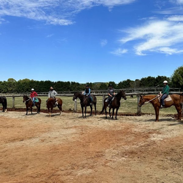 Horse Agistment 11 Group Pic 3 1 1 qhtci8k9u9r6vebkljtt6i2ojjjdv8t03j5nlupsa8