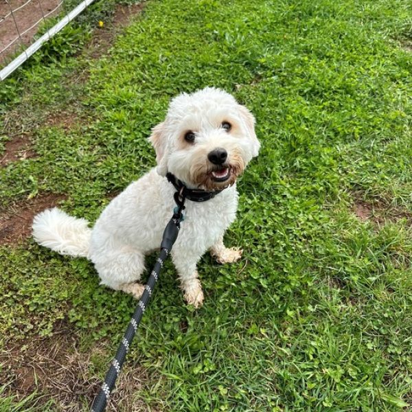 Doggy Taxi 9 Homer walk 13 4 1