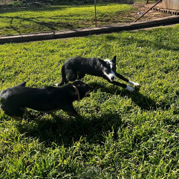 Boarding Kennels 15 Kelly run with persy 10 8 1 1 1