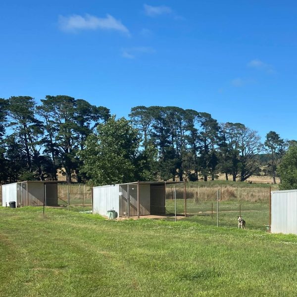 Boarding Kennels 9 Large Dog Yards 3 1