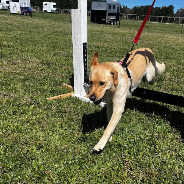 Boarding Kennels 14 Leo jumps 26 10 1 1