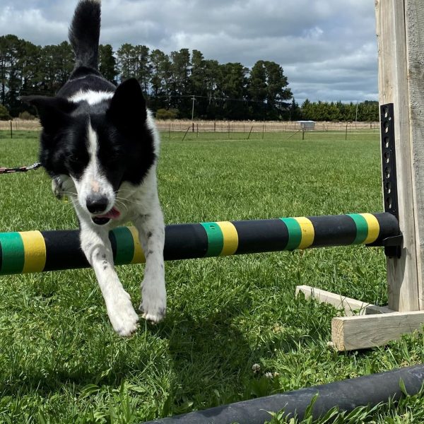 Boarding Kennels 11 Lucy Jump 6 10 1 1