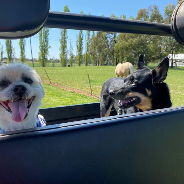 Doggy Taxi 11 Poppa and Bosley buggy ride 29 9 1 1 qhsn7klcin4ent448wryhaztqk3efziww5kjd0ywkw
