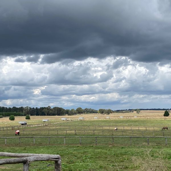 Horse Agistment 9 paddocks